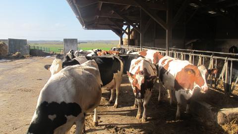 Ferme 9