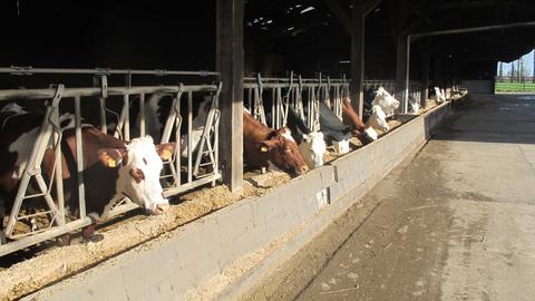 Ferme 11