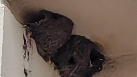 Image2